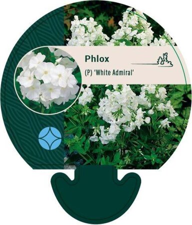 Phlox (P) 'White Admiral' geen maat specificatie 0,55L/P9cm