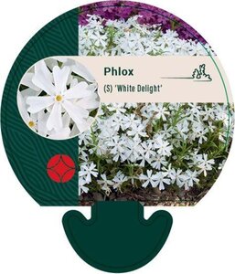 Phlox (S) 'White Delight' geen maat specificatie 0,55L/P9cm - afbeelding 3