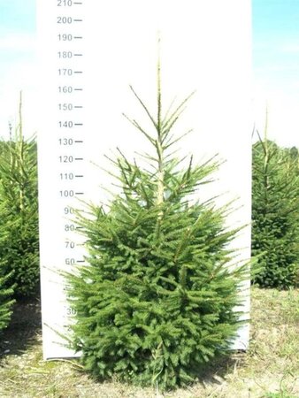Picea abies 125-150 cm met kluit