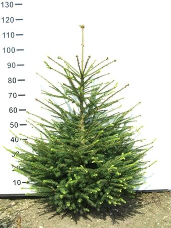 Picea abies 80-100 cm met kluit - afbeelding 1