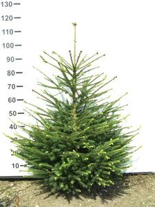 Picea abies 80-100 cm met kluit - afbeelding 1