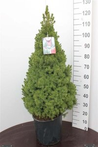 Picea gl. 'Conica' 80-100 cm met kluit - afbeelding 1