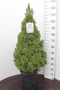 Picea gl. 'Conica' 80-100 cm met kluit - afbeelding 3