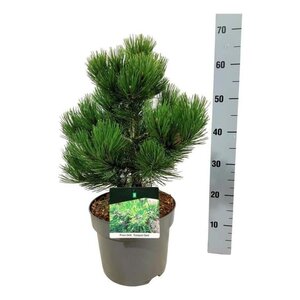 Pinus heldreichii 'Compact Gem' 30-40 cm cont. 7,5L - afbeelding 1