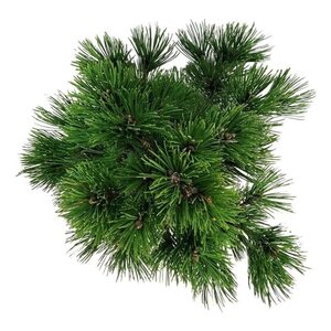 Pinus heldreichii 'Compact Gem' 30-40 cm cont. 7,5L - afbeelding 2