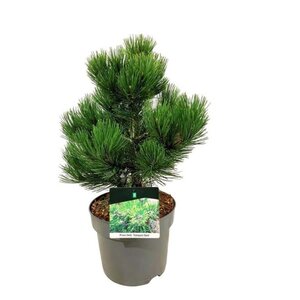 Pinus heldreichii 'Compact Gem' 30-40 cm cont. 7,5L - afbeelding 3