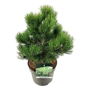 Pinus heldreichii 'Compact Gem' 30-40 cm cont. 7,5L - afbeelding 4