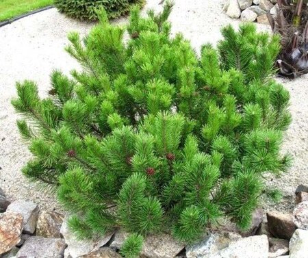Pinus mugo mugo 30-40 cm cont. 3,0L