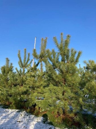Pinus sylvestris 250-300 cm draadkluit