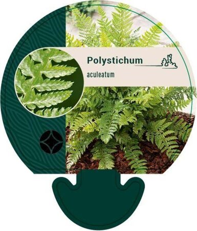 Polystichum aculeatum geen maat specificatie 0,55L/P9cm - afbeelding 3