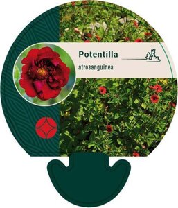 Potentilla atrosanguinea geen maat specificatie 0,55L/P9cm - afbeelding 2