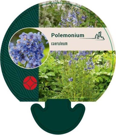 Polemonium caeruleum geen maat specificatie 0,55L/P9cm - afbeelding 2