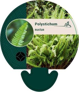 Polystichum munitum geen maat specificatie 0,55L/P9cm - afbeelding 2