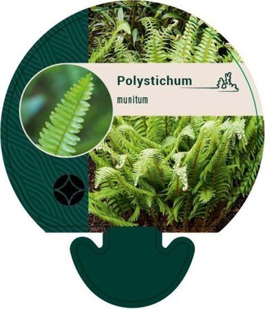 Polystichum munitum geen maat specificatie 0,55L/P9cm - image 2