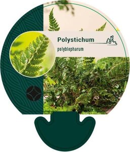 Polystichum polyblepharum geen maat specificatie 0,55L/P9cm - afbeelding 4