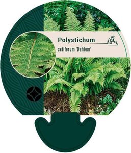 Polystichum set. 'Dahlem' geen maat specificatie 0,55L/P9cm - afbeelding 4