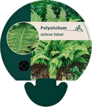 Polystichum set. 'Dahlem' geen maat specificatie 0,55L/P9cm - image 3