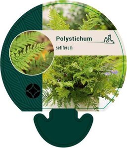 Polystichum setiferum geen maat specificatie 0,55L/P9cm - afbeelding 5