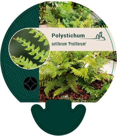 Polystichum set. 'Proliferum' geen maat specificatie 0,55L/P9cm - afbeelding 2
