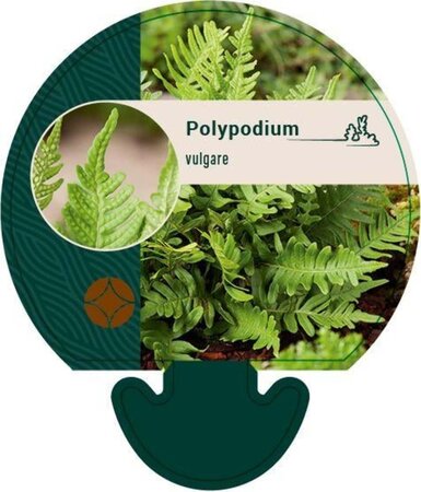 Polypodium vulgare geen maat specificatie 0,55L/P9cm - afbeelding 5