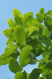 Prunus a. 'Bigarreau Napoléon' 8-10 Hoogstam wortelgoed - afbeelding 1