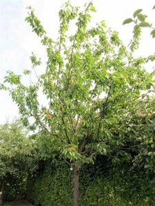 Prunus a. 'Bigarreau Napoléon' 8-10 Hoogstam wortelgoed - afbeelding 2