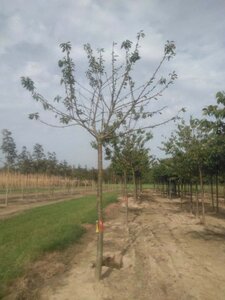 Prunus a. 'Bigarreau Noir' 25-30 Hoogstam draadkluit 4 X verplant - afbeelding 3