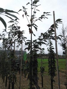 Prunus a. 'Hedelf. Riesenkirsche' 8-10 Hoogstam wortelgoed - afbeelding 2