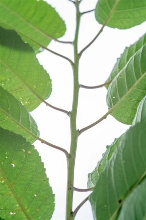 Prunus a. 'Hedelf. Riesenkirsche' dubbeleUmetrek wortelgoed - afbeelding 2