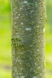Prunus a. 'Hedelf. Riesenkirsche' dubbeleUmetrek wortelgoed - afbeelding 4