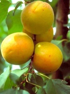 Prunus ar. 'Polonais' 1jr. A kwal. wortelgoed struik