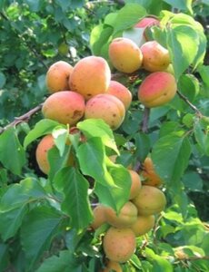 Prunus ar. 'Royal' 1jr. A kwal. wortelgoed struik