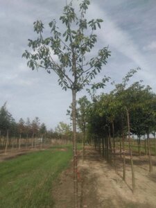 Prunus a. 'Schneid. Späte Knorpel.' 18-20 Hoogstam draadkluit 3 X verplant - afbeelding 1