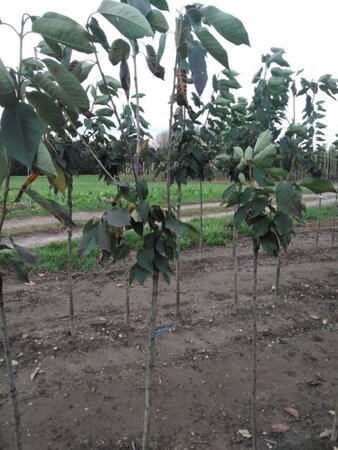 Prunus a. 'Udense Spaanse' 6-8 Halfstam wortelgoed