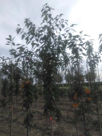 Prunus avium 10-12 Hoogstam wortelgoed