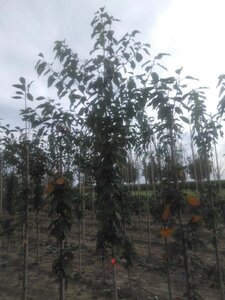 Prunus avium 10-12 Hoogstam wortelgoed