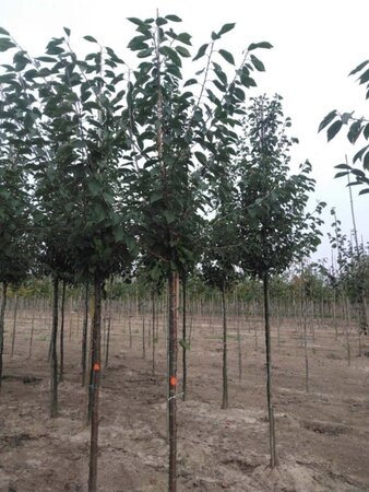 Prunus avium 12-14 Hoogstam wortelgoed 2 X verplant