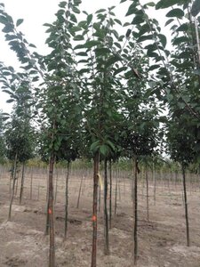 Prunus avium 14-16 Hoogstam wortelgoed 2 X verplant