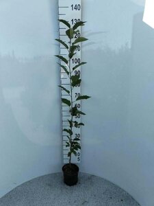 Prunus avium 80-100 cm cont. 2,0L