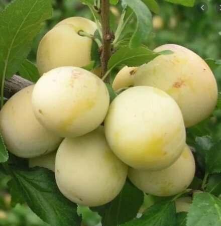 Prunus d. 'Bellamira' 6-8 Halfstam wortelgoed