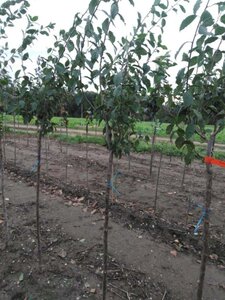 Prunus d. 'Damson' 6-8 Halfstam wortelgoed