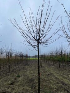 Prunus d. 'Mirabelle de Nancy' 18-20 Hoogstam draadkluit 3 X verplant - afbeelding 2