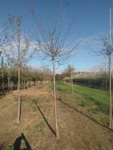 Prunus d. 'Mirabelle de Nancy' 18-20 Hoogstam draadkluit 3 X verplant - afbeelding 3