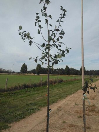 Prunus d. 'Monarch' 6-8 Hoogstam wortelgoed
