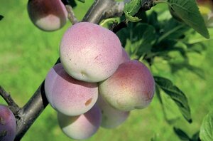 Prunus d. 'Reine Claude d'Althan' = Conducta 10-12 Hoogstam wortelgoed