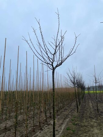 Prunus d. 'Reine Claude d'Althan' = Conducta 16-18 Hoogstam draadkluit 3 X verplant - afbeelding 4