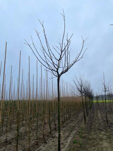 Prunus d. 'Reine Claude d'Althan' = Conducta 16-18 Hoogstam draadkluit 3 X verplant - afbeelding 4