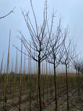 Prunus d. 'Reine Claude d'Althan' = Conducta 18-20 Hoogstam draadkluit 3 X verplant - afbeelding 3