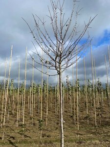 Prunus d. 'Reine Claude d'Althan' = Conducta 20-25 Hoogstam draadkluit 4 X verplant - afbeelding 2