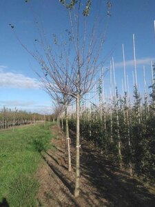 Prunus d. 'Reine Claude d'Althan' = Conducta 20-25 Hoogstam draadkluit 4 X verplant - afbeelding 4